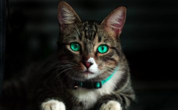 A simple guide to feeding your cat for good health