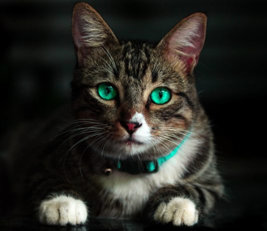 A simple guide to feeding your cat for good health