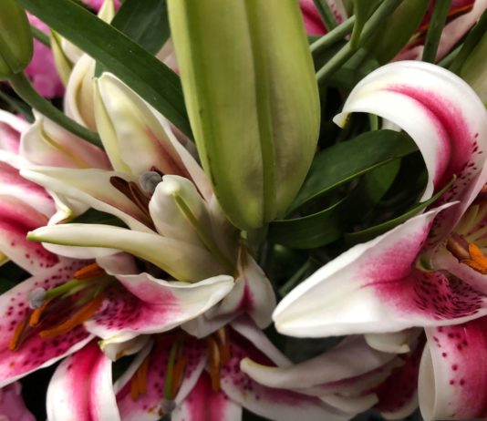 Flower Delivery Maine Florist in Rockland