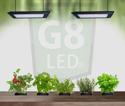 What are the Best Lights for Plants in the Flowering Stage? lights