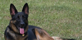 Long-Haired vs. Short-Haired German Shepherds: All You Need to Know Short-Haired German Shepherds