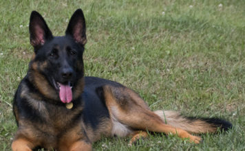 Long-Haired vs. Short-Haired German Shepherds: All You Need to Know Short-Haired German Shepherds