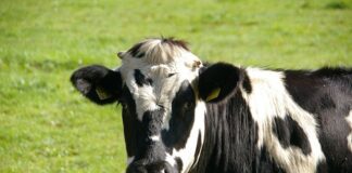 Bask in the Yummy Taste of Milk and Mouth-Watering Milk Products