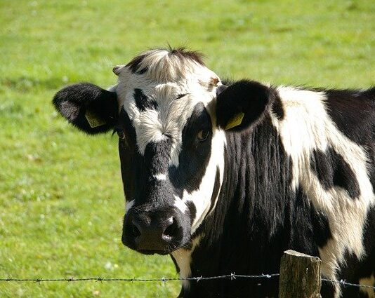 Bask in the Yummy Taste of Milk and Mouth-Watering Milk Products