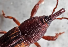 Effective Ways to Keep Your Office Clean and Free from Pests