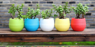 Benefits of having organic ghee flower pots for sale