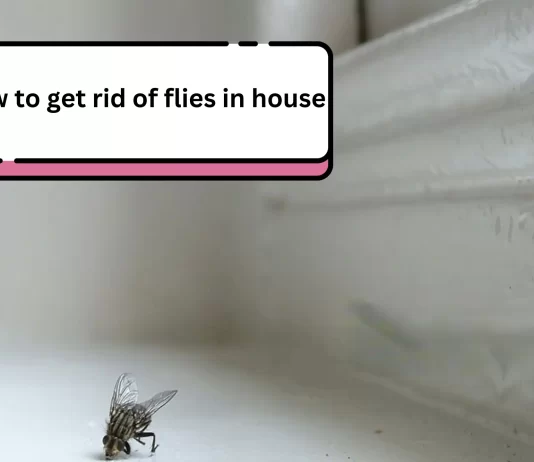 How to get rid of flies in house with Fly Traps and Remedies how to get rid of flies in house